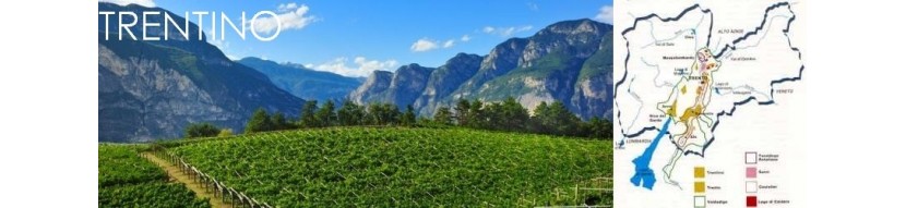 Vini bianchi Trentino