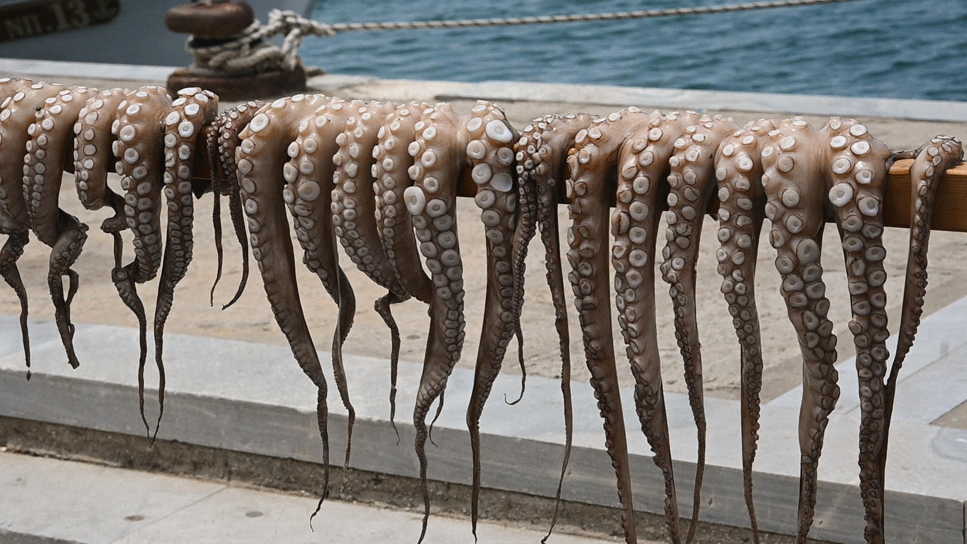 Pesci di mare e di lago