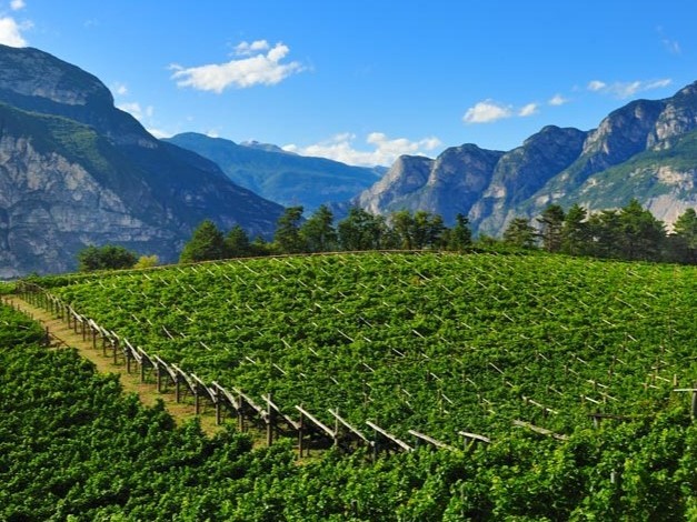 I vini della Primavera